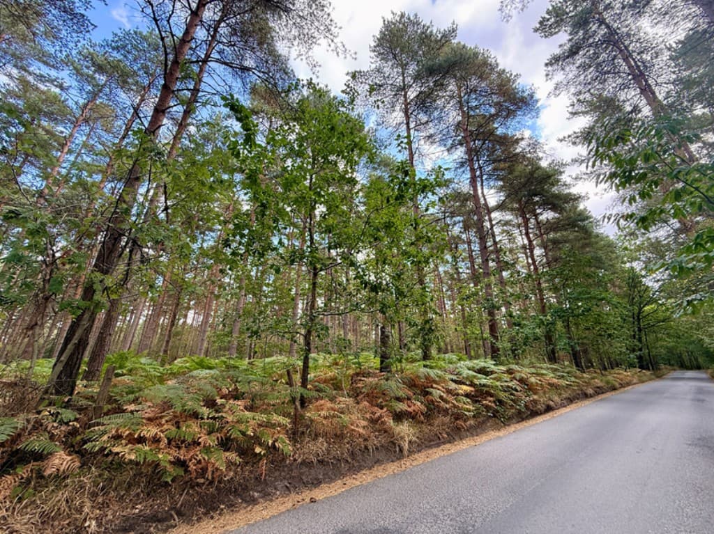 Broadview Wood and Broadstring Wood, Lodge Lane, Tunbridge Wells TN3 9NZ: Over 13.5 Acres Of Woodland